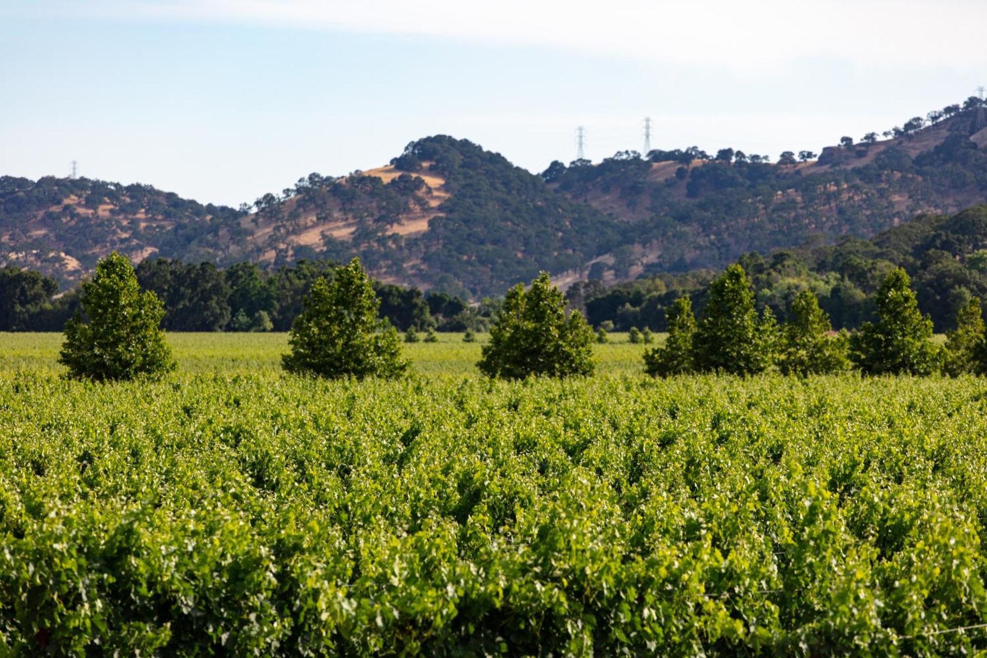 Homewood Suites By Hilton Fairfield-Napa Valley Area Cordelia Buitenkant foto
